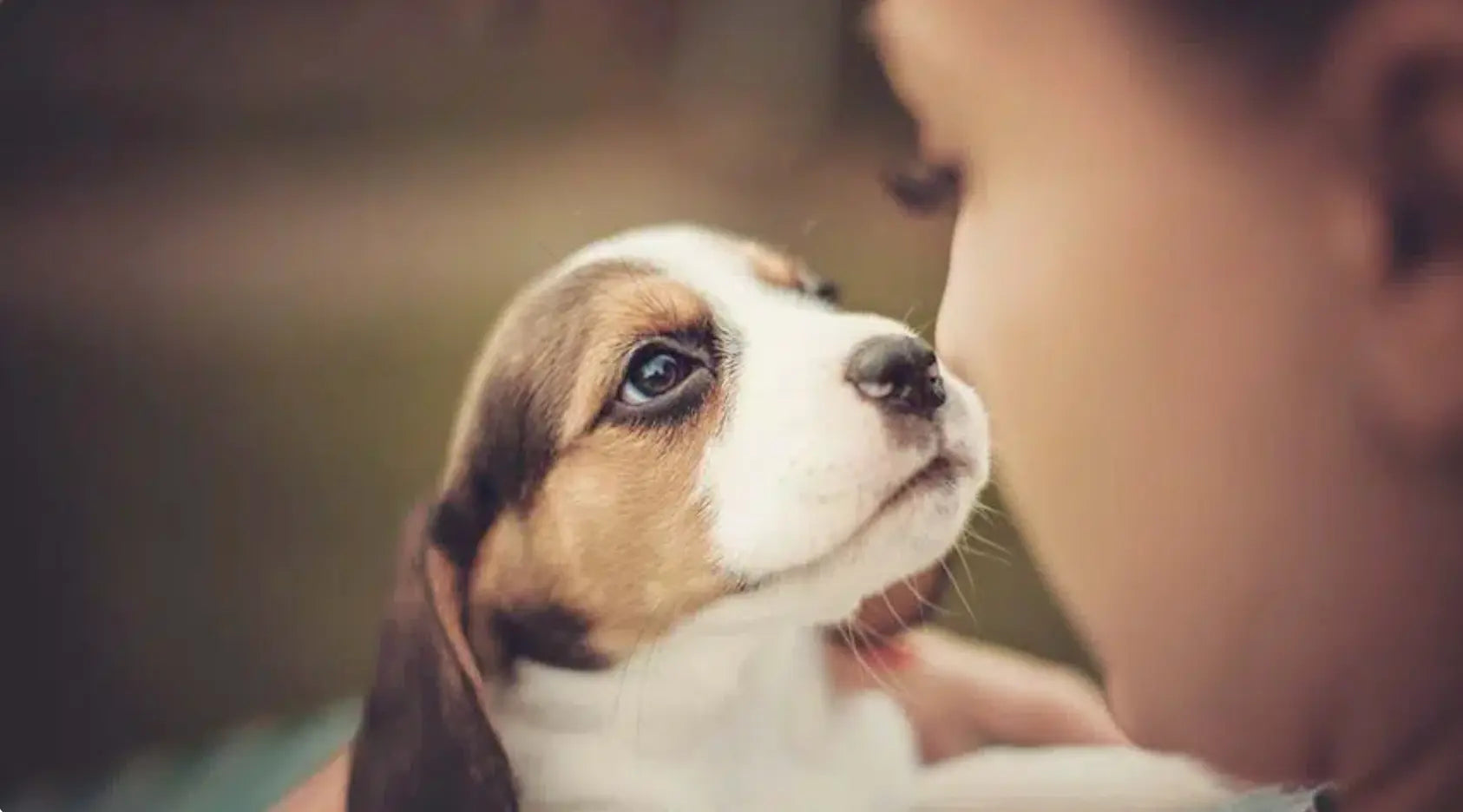 Adopter un Chien : Le Guide Essentiel Avant de Vous Lancer