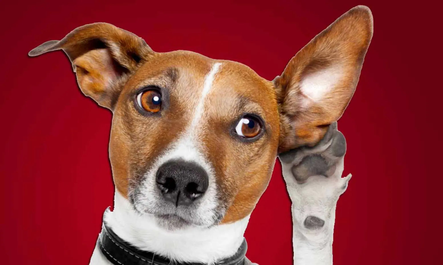 Est-il normal de parler à son chien ? La science et le lien unique avec nos compagnons