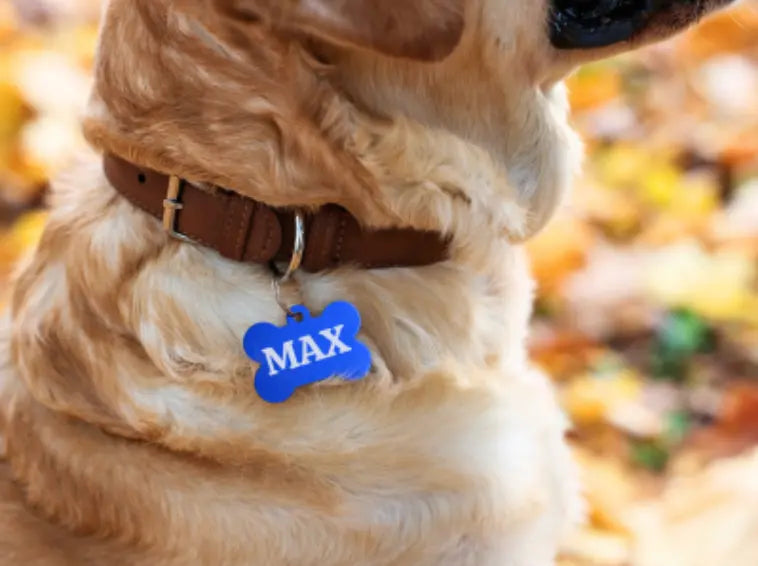 Pourquoi une médaille pour mon chien est-elle indispensable ?