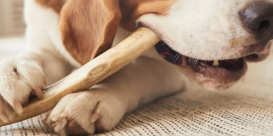 Pourquoi gâter votre chien avec des friandises 100% naturelles ? Le bien-être au bout de la patte