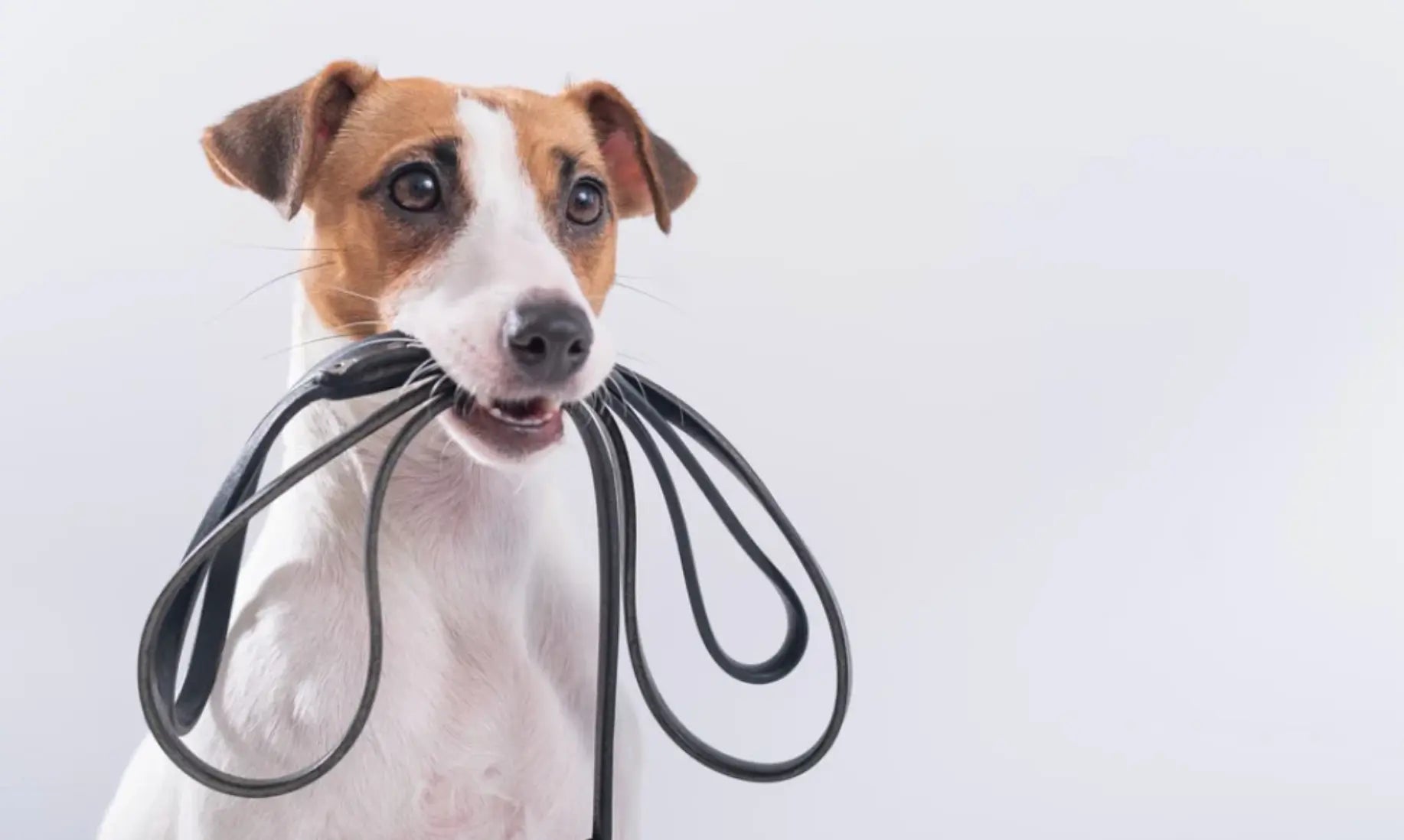 Quelle taille de laisse choisir pour mon chien ? Le guide pour des promenades en toute sécurité et liberté